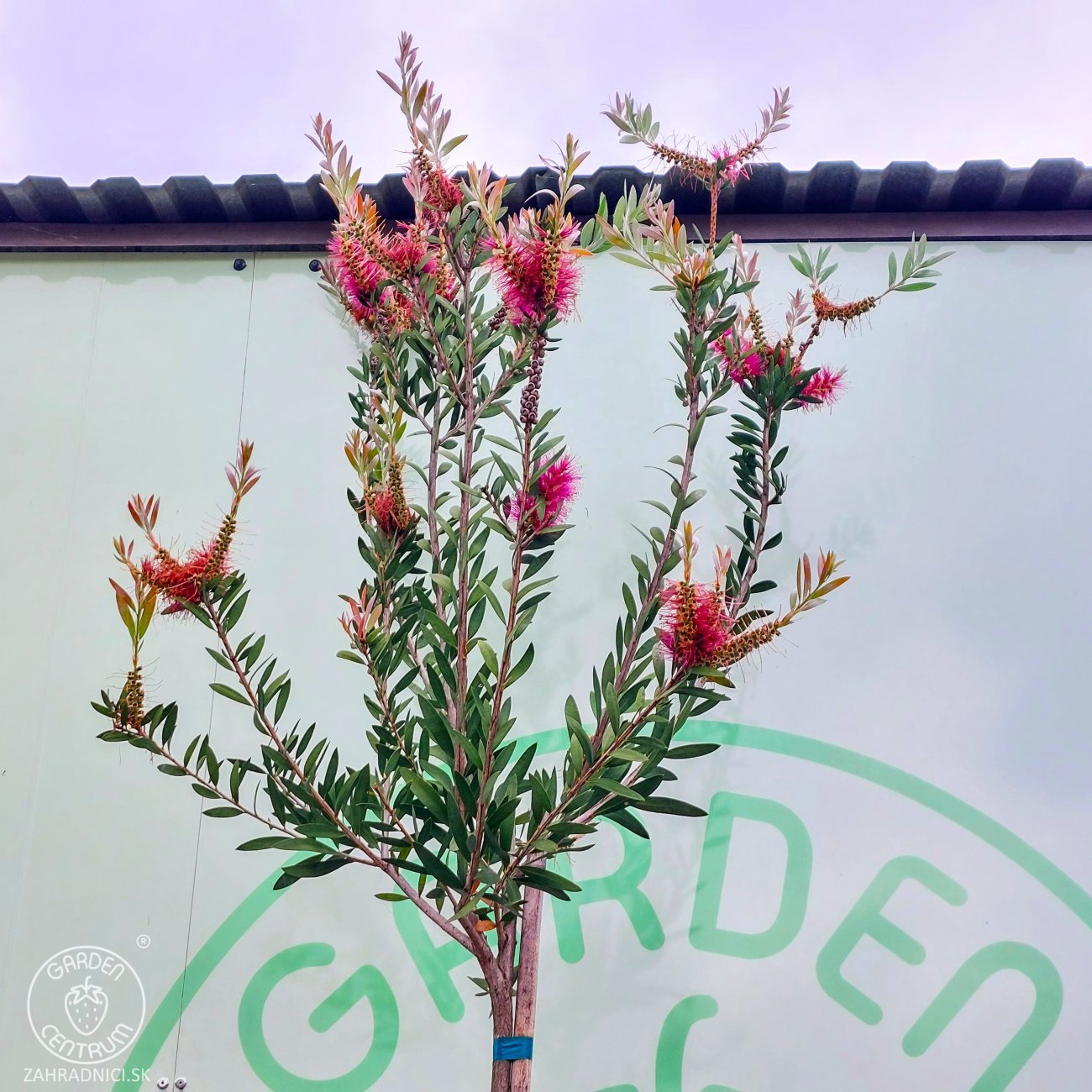 Obrázok Tyčinkovec (Callistemon citrinus) ´VIOLACEUS´ - výška 270-290 cm, kont. C15L - NA KMIENKU, ružový